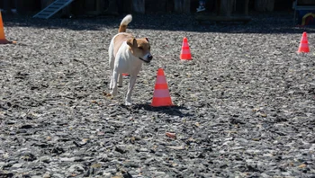 Der Hund Trafo longiert Sonntagsplausch-Jubiläum bei der Hundeschule Fontanas DogWorld